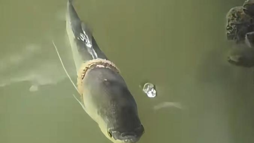 诺奖得主称deepseek没有科学突破,管家婆一肖一码最准资料177,创造力策略实施推广_交互版V2.53