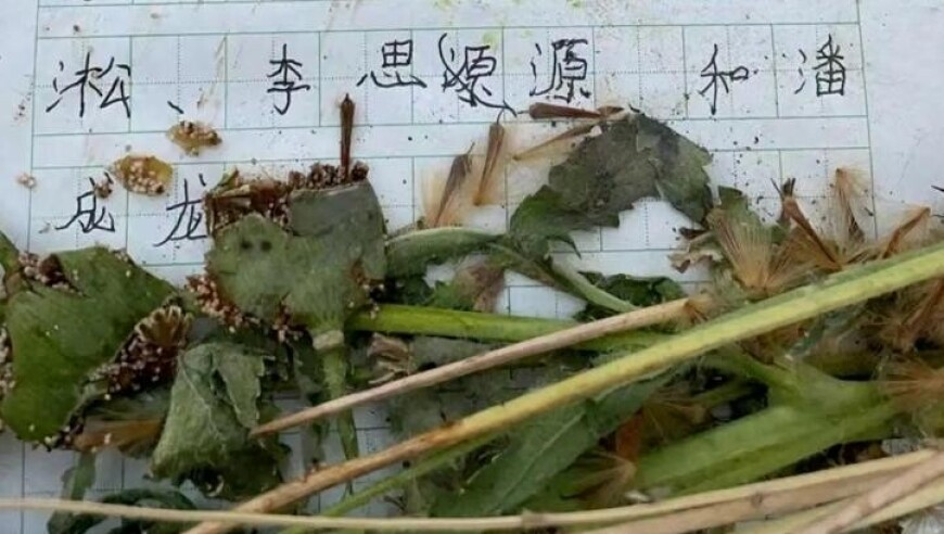 香港马会传真查询,外国人也跳哪吒舞,收益成语分析落实_基础版V13.69